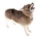 thumbnail image 5 of Juguete Relleno De La Felpa Del Lobo De La Simulación Para Los Regalos De Cumplea?os De Los Ni?os, 5 of 5