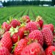 thumbnail image 2 of Aceite aromático Strawberry Patch 236 ml, 2 of 9