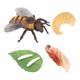 thumbnail image 3 of Modelo De Ciclo De Vida De Animales Realistas Ciclo De Crecimiento De Juguete Juguetes Para Ni?os Abeja, 3 of 5