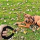 thumbnail image 3 of Correa larga de nailon reflectante para adiestramiento canino, ideal para pasear y acampar., 3 of 5