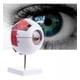 thumbnail image 5 of Ojo Humano - Modelo Anatómico Desarmable, 5 of 5