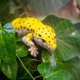 thumbnail image 2 of Juguete Gecko Leopardo Articulado, 2 of 2