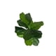thumbnail image 2 of Rama Ficus Lyrata Con Uv 56cm Artificial, 2 of 3