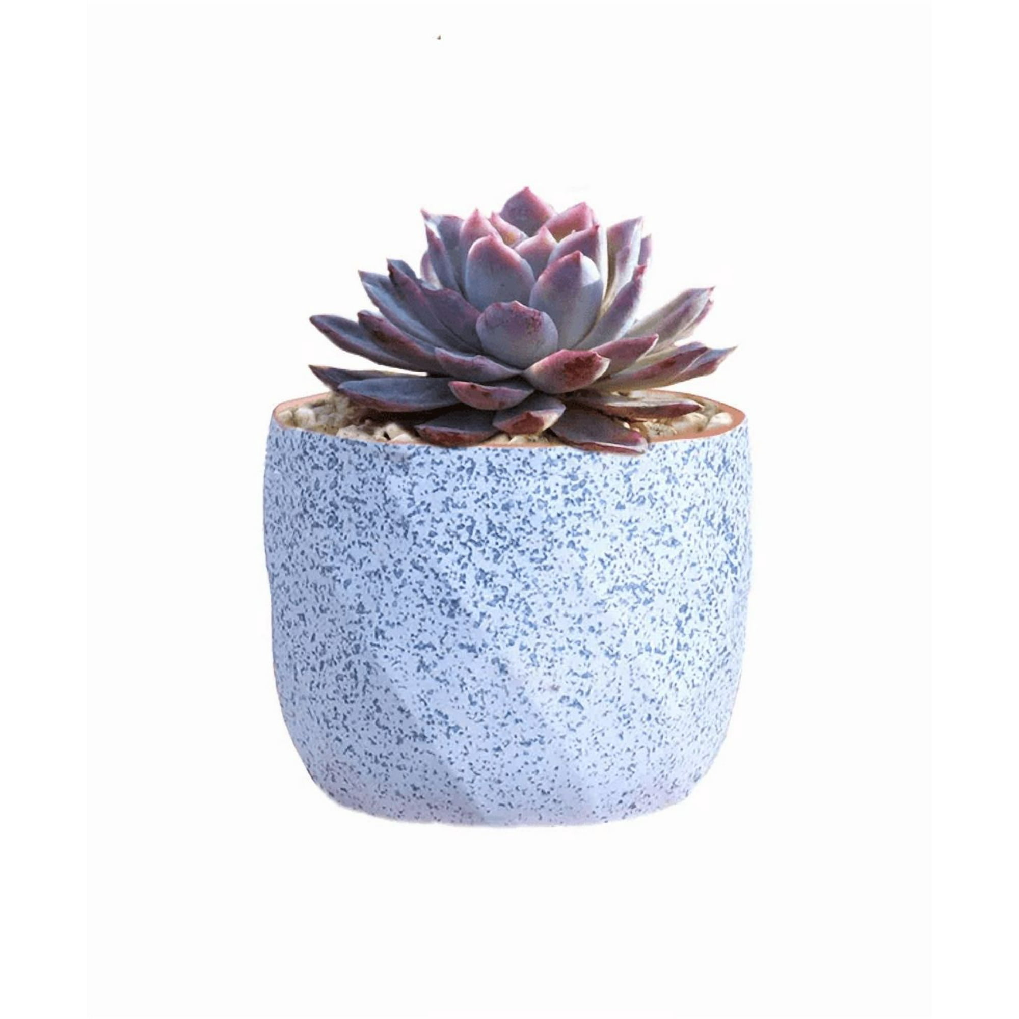 Genérico - Macetero Geométrico Cerámica Suculentas 7.2x6cm Pack 10 Azul