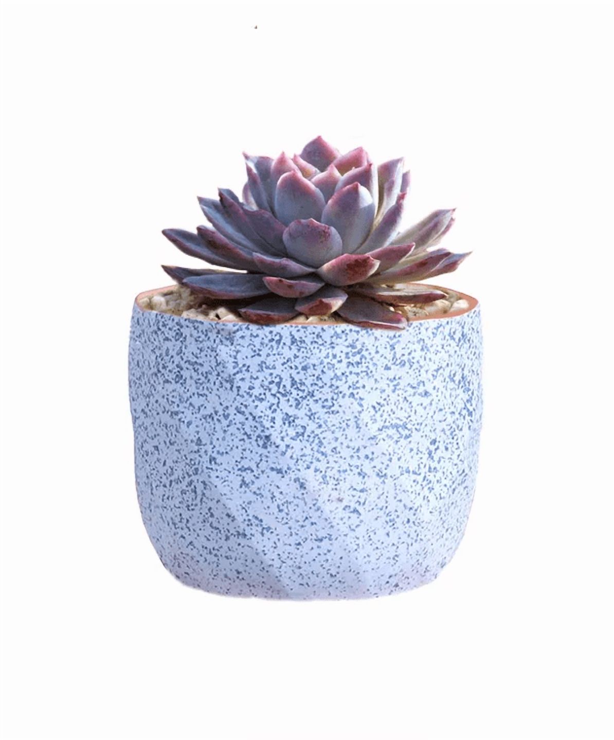 Genérico - Macetero Geométrico Cerámica Suculentas 7.2X6Cm Pack 10 Azul