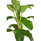 thumbnail image 5 of Artificial banano arbol planta arbusto 210 Mt  aspecto real verde, 5 of 5