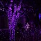 thumbnail image 3 of Juego de 2 guirnaldas de luces Dazzle Bright de 40 pies y 120 LED, color morado, 3 of 7