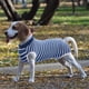 thumbnail image 4 of Traje de recuperación para perros, monos para gatos para heridas abdominales, camiseta de recuperación para mascotas macho y hembra, traje quirúrgico cómodo después de la cirugía, monos antilamidos pa, 4 of 8