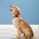 thumbnail image 2 of Collar para perro PWOD suave, acolchado de neopreno, rosa claro, talla M, 2 of 6