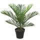 thumbnail image 2 of Palmera MIni de 60 cm, 2 of 2