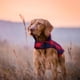 thumbnail image 3 of Ropa para perros Chaleco a cuadros de algodón para mascotas Ropa gruesa y cálida con velcro para perros, 3 of 6