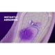 thumbnail image 2 of Toallas Poise Incontinencia 6 Gotas Ultimate Larga 42 Unidades, 2 of 3
