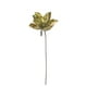 thumbnail image 1 of Magnolia Dorada 23cm, 1 of 3