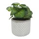 thumbnail image 2 of Planta Artificial peperomia, 2 of 4