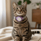 thumbnail image 2 of Collar de Gato con Localizador de Rastreo Global Android, 2 of 3