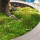 thumbnail image 2 of Esporas de musgo Kyoto Tinyroots para suelo 14 g, cobertura 0,28 m², 2 of 3