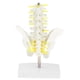 thumbnail image 1 of Pelvis Humana De Tama?o Peque?o Y Modelo Anatómico De Esqueleto De 5 Vértebras Lumbares, 1 of 3