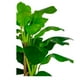 thumbnail image 4 of Planta Artificial Banano Premium 230 cm. / 26 Hojas, 4 of 8