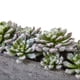 thumbnail image 5 of Jardín suculento artificial casi natural con maceta de hormigón, 5 of 7