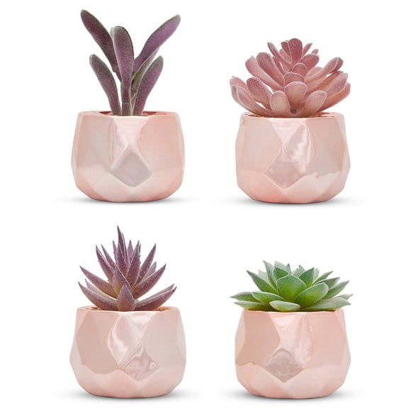 Conjunto de 4 suculentas Nordik By Design en oro rosa