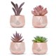 thumbnail image 1 of Conjunto de 4 suculentas Nordik By Design en oro rosa, 1 of 6