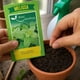 thumbnail image 4 of Semillas de Melisa Brisol para Huerta e Infusiones, 4 of 5