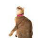 thumbnail image 4 of Collar para gato Nuvuq con cierre de seguridad, suave, ligero, rosa, 17,5-26 cm, 4 of 7