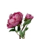 thumbnail image 3 of Peonia Con Boton Rosa Oscuro 54cm Con Acabado Natural, 3 of 3