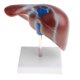thumbnail image 3 of Ense?anza Escolar Modelo 1: 1 Anatómico Del Lóbulo Hepático Humano De La Vesícula Biliar, 3 of 4