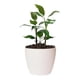 thumbnail image 2 of Macetero Vercelli 22 Blanco Set x3 Unidades – Bosco, 2 of 3