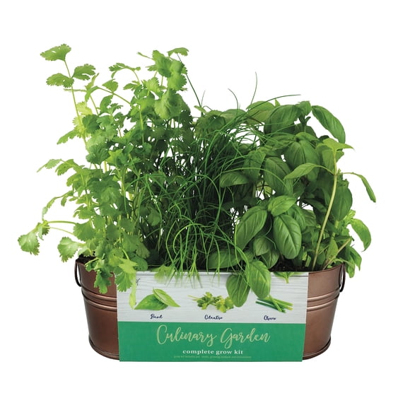 Kit De Cultivo Jardín Culinario De Cobre Con Albahaca Cilantro Y Cebollín