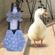 thumbnail image 5 of Traje De Pañal De Pato De Pollo, Pañal De Aves De Corral Para Gallinas Patito Azul L, 5 of 6