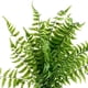thumbnail image 3 of Planta Decorativa Helecho Artificial, 3 of 4