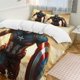 thumbnail image 1 of Captain AmericaCartoon Collection 3-Piece Comforter Set, Personalized Bedding Decor for Kids And Teens Bed Sheets, 1 of 5