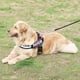 thumbnail image 5 of Correa Anti Tirones Con Resorte Para Perros Mascotas 1x120cm Fucsia, 5 of 5
