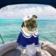 thumbnail image 5 of Disfraz de marinero para mascotas NAMSAN para gatos y perros pequeños, 5 of 6