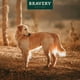 thumbnail image 4 of Herring senior LARGE/MEDIUM breeds, 4 of 6