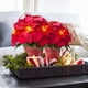 thumbnail image 2 of Poinsettias Artificiales HOMESEASONS Paquete de 2 con Luces LED de 10", 2 of 7