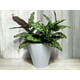 thumbnail image 3 of Planta Decorativa Ramo Calatea Uv 56cm, 3 of 3