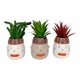 thumbnail image 1 of Maceta Decorativa Caritas Planta Artificial Moderna ALJ, 1 of 3