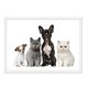thumbnail image 1 of Cuadro Perros y Gatos con Marco Blanco 50x40 CM, 1 of 1