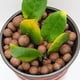 thumbnail image 4 of Pebbles De Arcilla Expandida 1 Kg 4 Mm A 16 Mm Para Plantas, 4 of 7