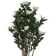 thumbnail image 3 of Planta Decorativa Camelia Japonica 120 Cms., 3 of 4