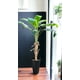 thumbnail image 3 of Arbol De Banano 175cm, 3 of 3