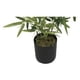 thumbnail image 2 of Planta Artificial Tipo Bamboo. Altura: 60Cm verde, 2 of 3