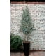 thumbnail image 3 of Árbol Eucalipto 180cm, 3 of 3