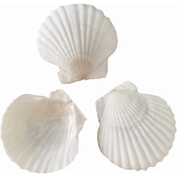 Vieira Natural Sea Shells 6 8 Cm Blanca 30 Unidades