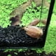 thumbnail image 4 of Huevos de triops Red Longicaudatus GREEN WATER FARM, 200 unidades, 4 of 8