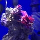 thumbnail image 3 of Seachem de*nitrate 100 ml – Tratamiento de agua, 3 of 3