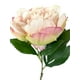 thumbnail image 2 of Peonia Damasco/rosa 45cm Con Acabado Natural, 2 of 3